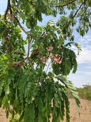 Pterodon emarginatus