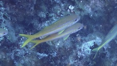 Mulloidichthys martinicus