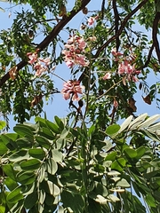 Pterodon emarginatus