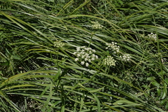 Oenantheae