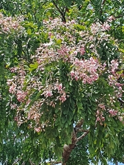 Pterodon emarginatus