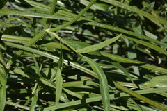 Oenantheae