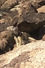 Crotaphytus bicinctores