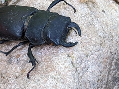Lucanus mazama