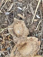 Pterodon emarginatus