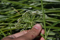Oenantheae