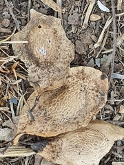 Pterodon emarginatus