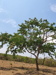 Pterodon emarginatus