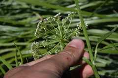 Oenantheae