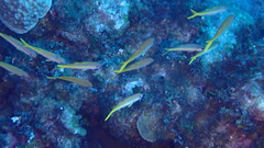 Mulloidichthys martinicus