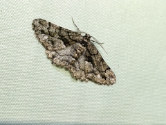 Peribatodes ilicaria