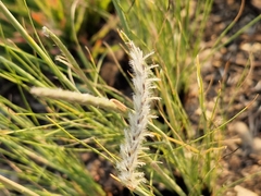 Harpochloa falx