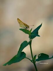 Copaeodes aurantiaca