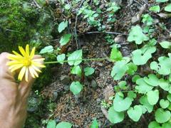 Doronicum caucasicum