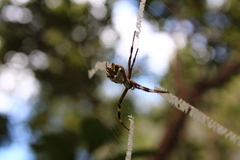 Argiope argentata