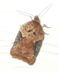 Acleris braunana