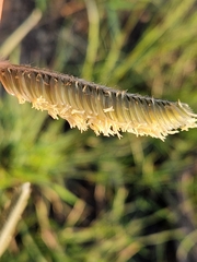 Harpochloa falx