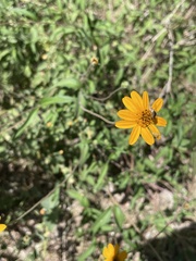 Wedelia hispida