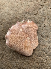 Ovalipes ocellatus