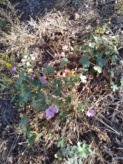 Geranium caespitosum