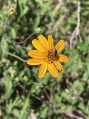 Wedelia hispida