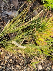 Harpochloa falx