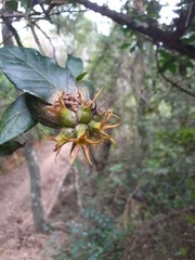 Burchellia bubalina