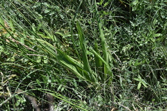 Plantago macrocarpa