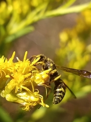 Euodynerus foraminatus