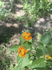 Lantana urticoides