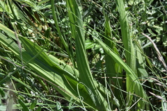 Plantago macrocarpa