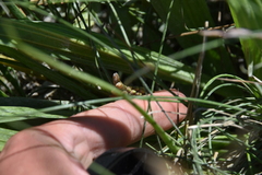 Plantago macrocarpa