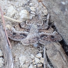 Selidosema pyrenaearia