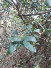 Burchellia bubalina