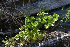 Ligusticum scothicum