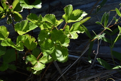 Ligusticum scothicum
