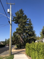 Pinus