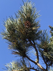 Pinus