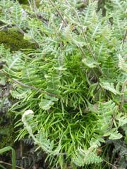 Paragymnopteris marantae marantae