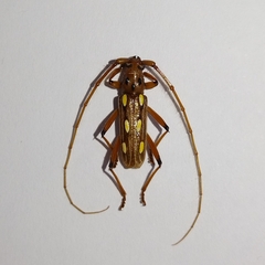 Eburodacrys truncata