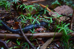 Plethodon metcalfi