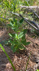 Erythranthe cardinalis