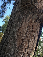 Pinus