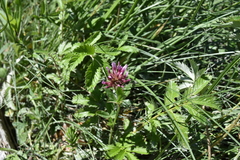 Trifolium wormskioldii