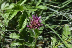 Trifolium wormskioldii