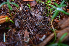 Desmognathus wrighti