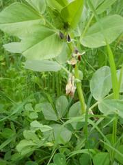 Vicia faba