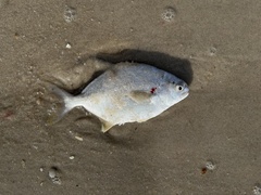 Trachinotus carolinus