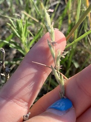 Elymus lanceolatus