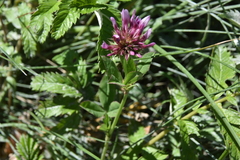 Trifolium wormskioldii